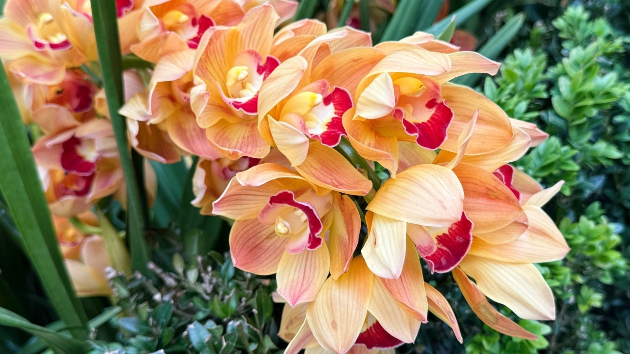 This salmon-coloured Cymbidium hybrid sports contrasting lip petals and subtle striping on both front and back sides of each tepal (identical looking petals and sepals). 