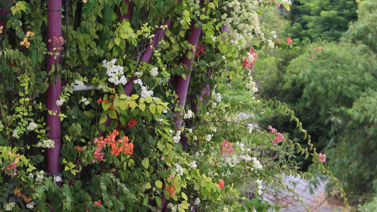 Do you know that bougainvillea are scrambling shrubs by nature? They use their thorny, wispy branches to climb onto trees (or in this case, the Supertrees) and anchor themselves on branches to gain height.