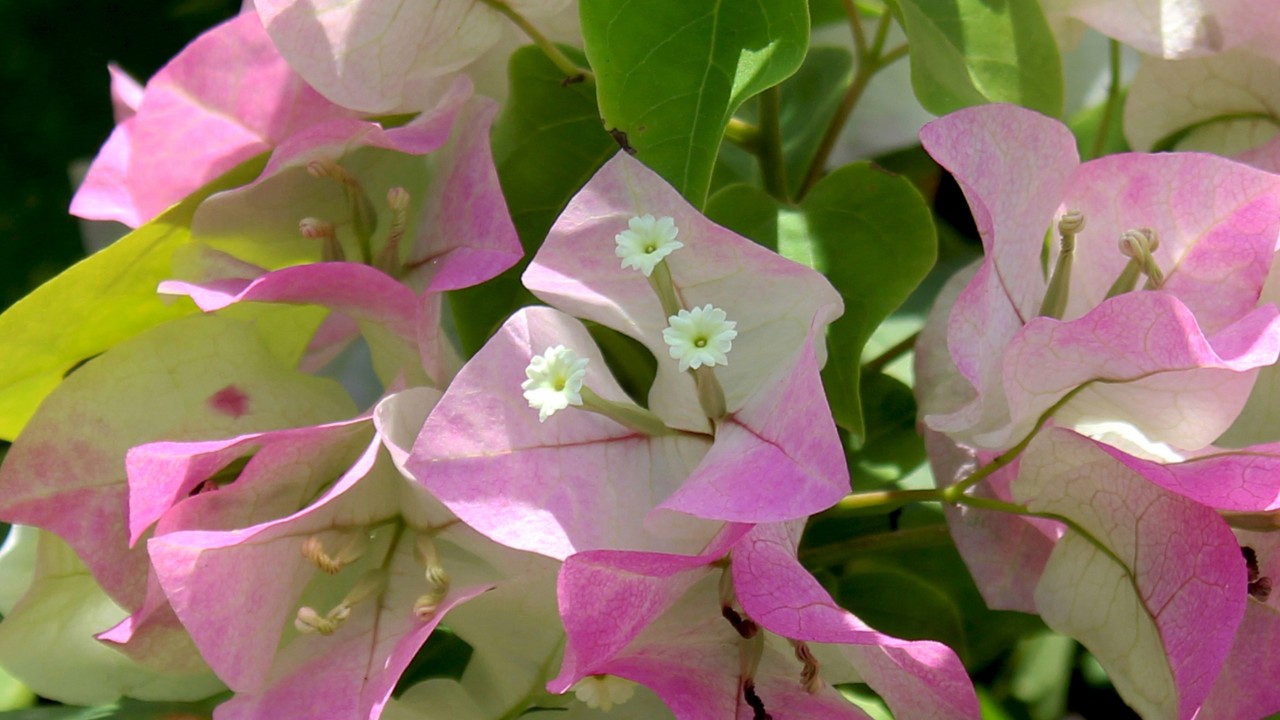 A close-up of Bougainvillea ‘Elizabeth Doxey’, showing the three central cream-coloured flowers and pink and white coloured bracts.