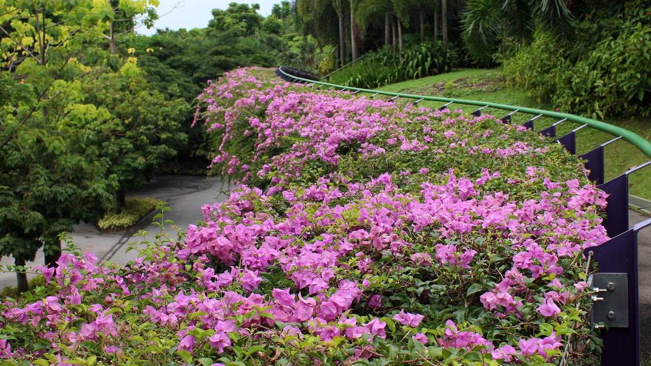 Bougainvillea ‘Mrs Eva’, a pink-bracted variety overlooking the Supertree Grove. This cultivar is commonly used as the plant of choice on overhead bridges throughout Singapore.