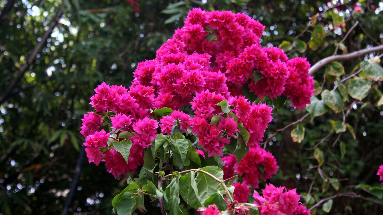 Bougainvillea x buttiana ‘Mahara’, one of the few multi-bracted varieties in our collection.  Multi-bracted bougainvilleas are mutant cultivars that form bracts in place of central florets. Having no flowers, they are sterile and are clonally propagated by stem cuttings.