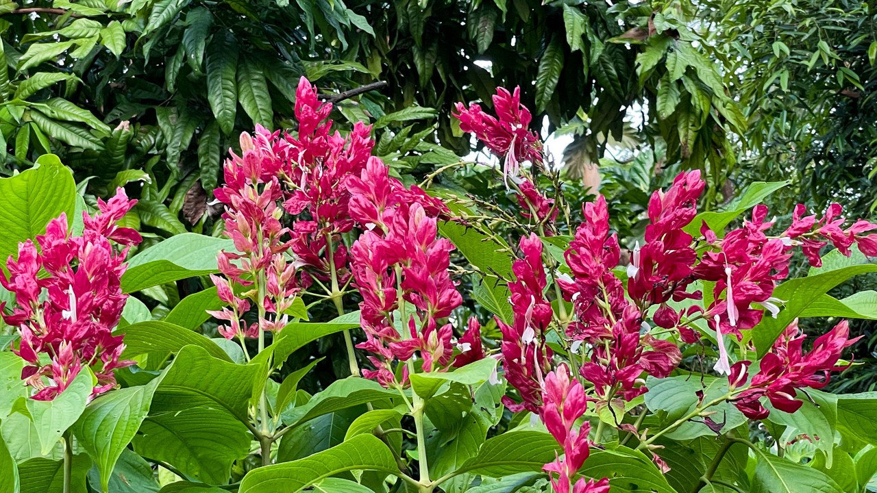 Spiky red inflorescences of the Brazilian red cloak