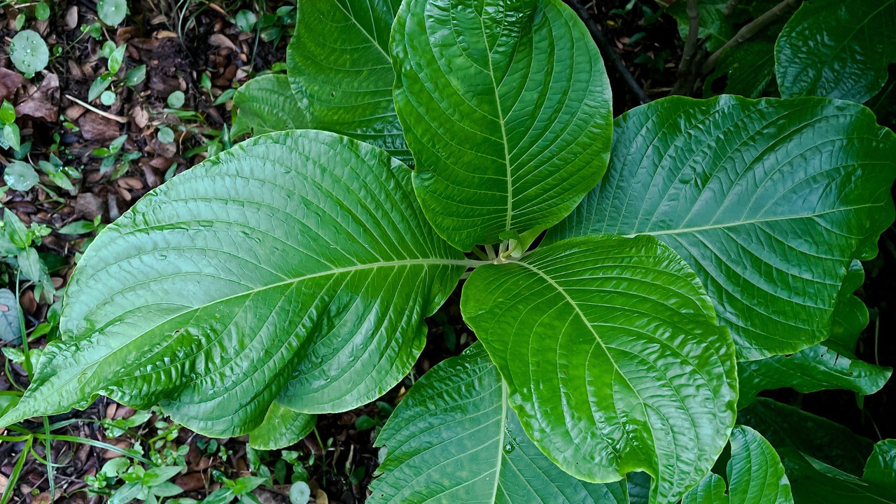 The pronounced venation of the large leaves of Brazilian red cloak