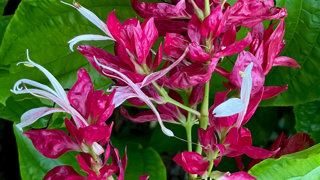 The true flowers are white and surrounded by the red-coloured bracts.