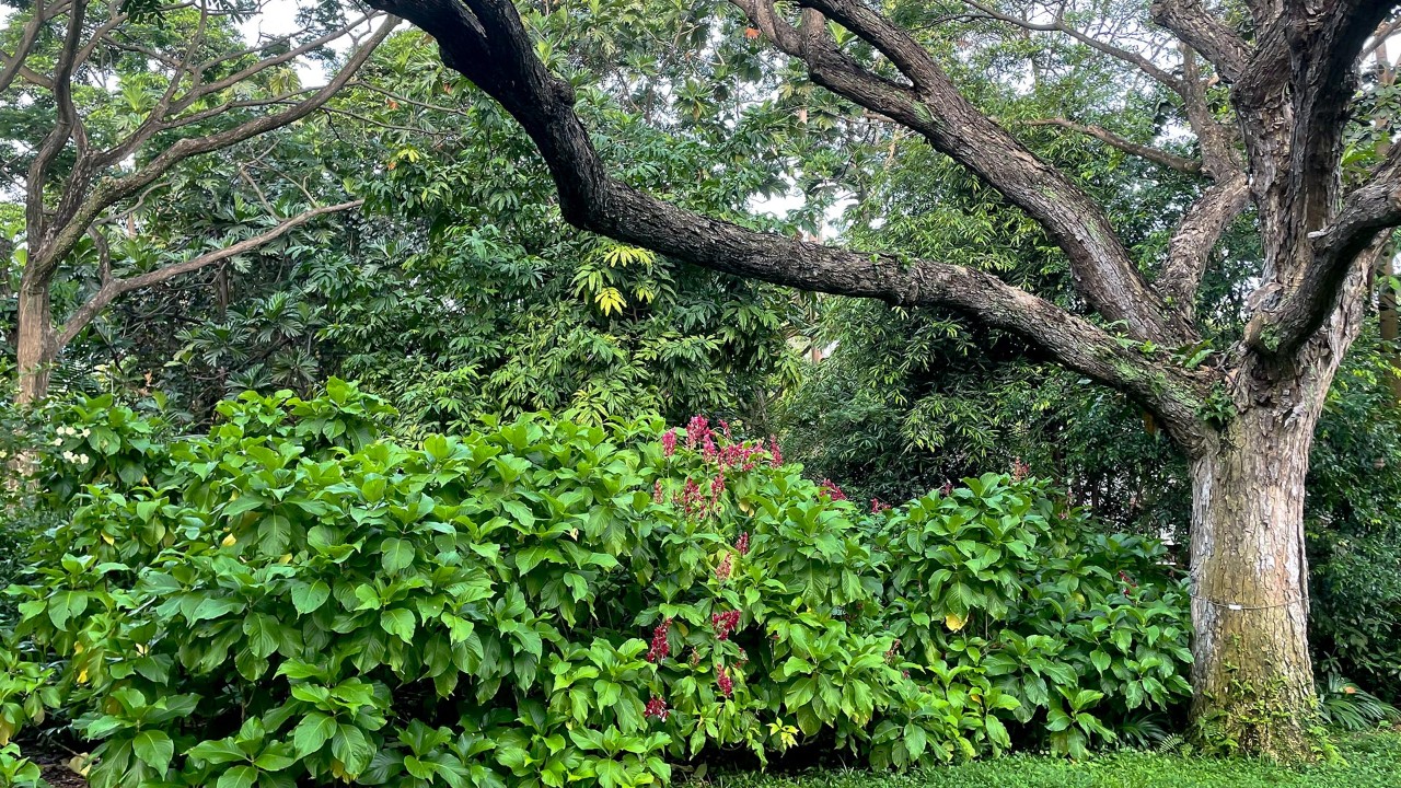 Brazilian red cloak shrubs by the Kingfisher Lake, below the rain tree planted by late Lee Kuan Yew