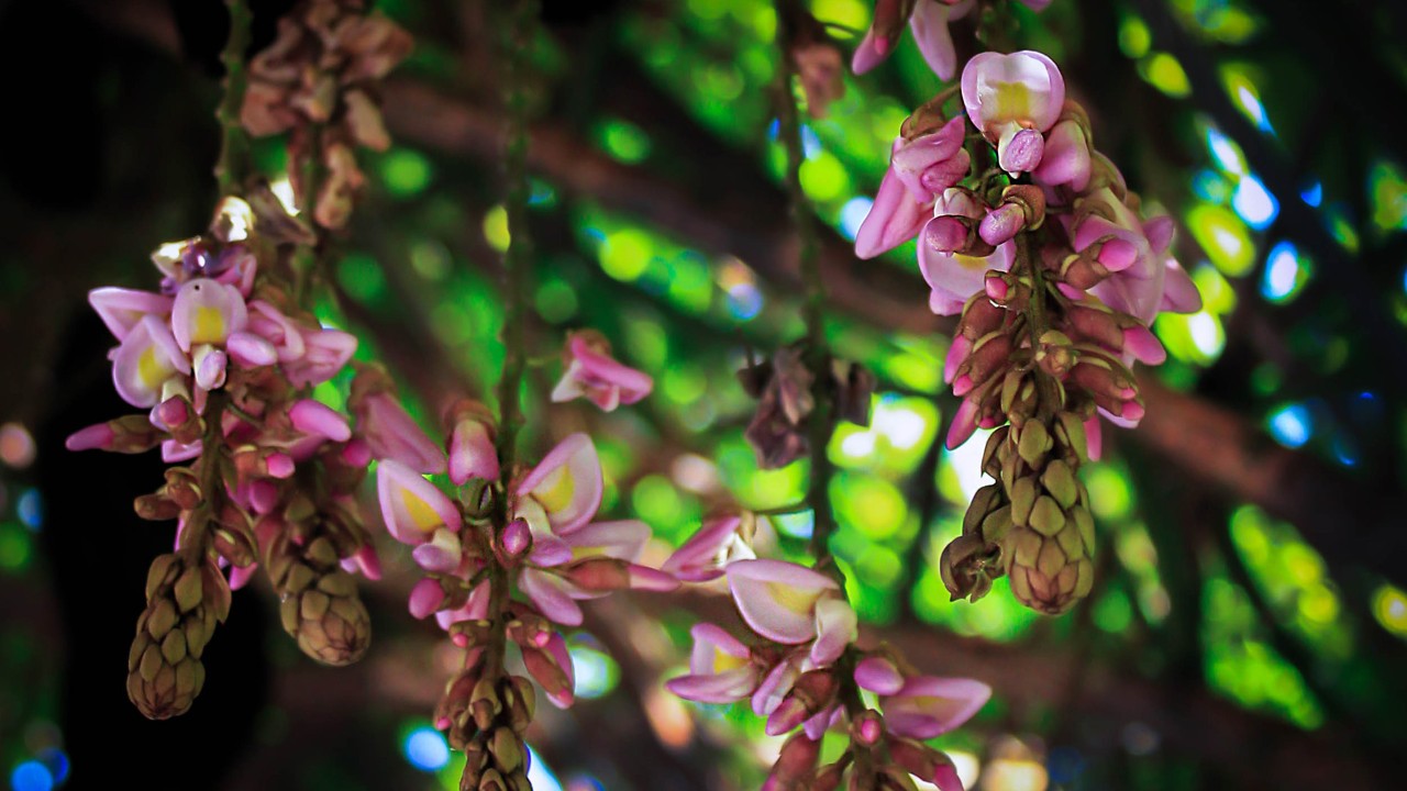 Known locally as Buhu in Indonesia, Padbruggea dasyphylla is a climber of the legume family that produces pink flowers and large, brownish, velvety fruit pods