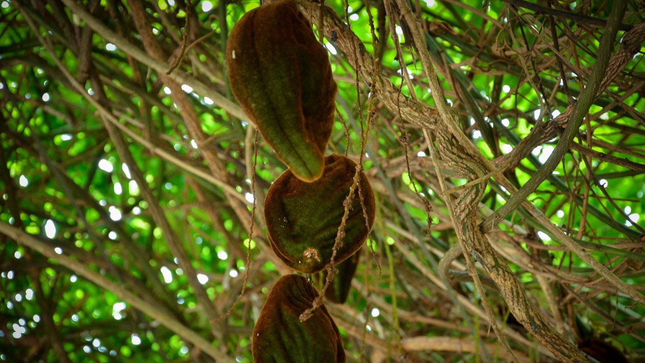 Immature fruit pods of Padgruggea dasyphylla showing the  groove around the outer edge  along with the pods will eventually split open.