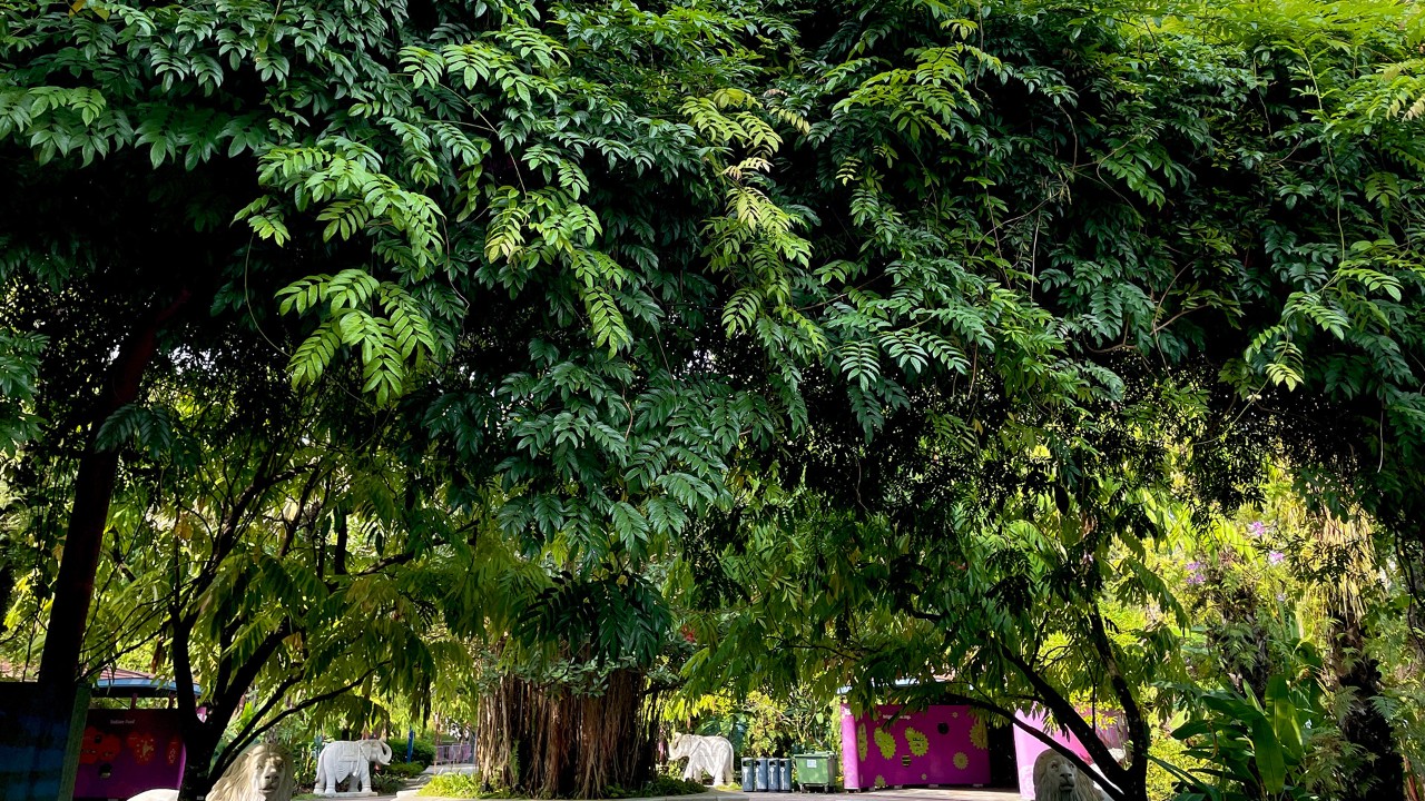 In Singapore, it was last collected in the 19th century before botanists rediscovered it in 2014 at Pulau Ubin. 