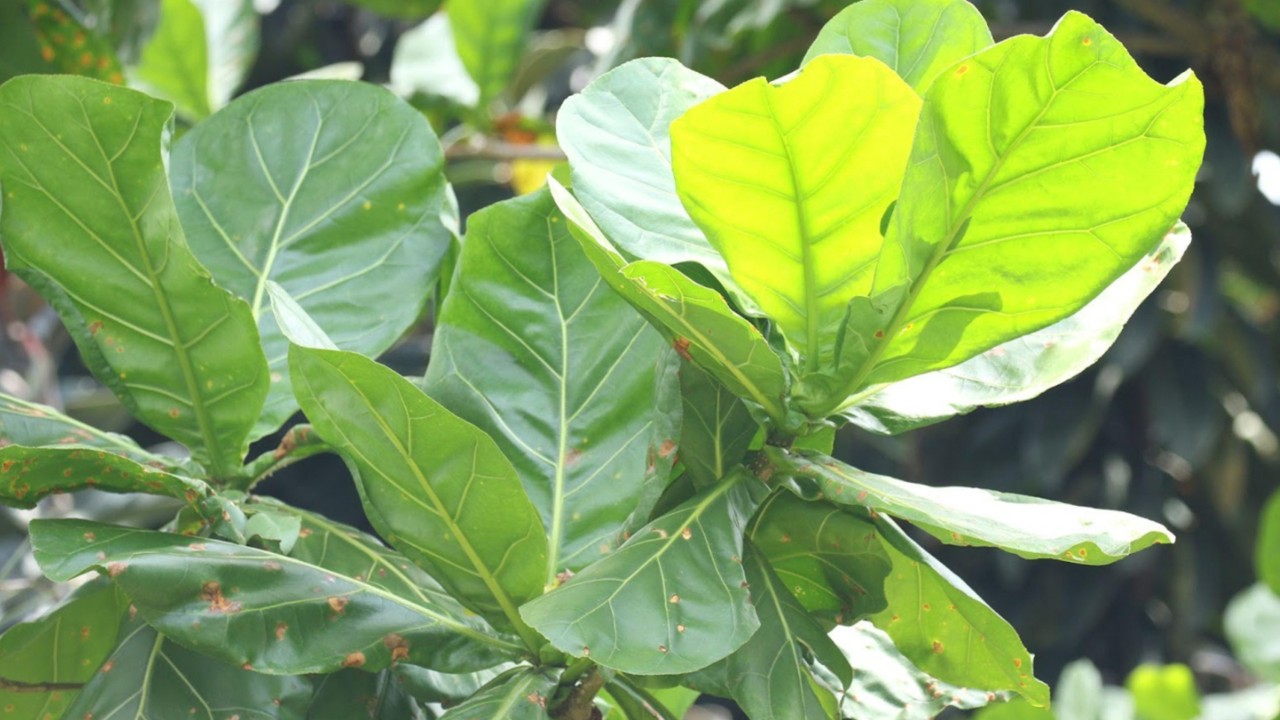  The cabbage-like leaves(right), which give this species its common name.