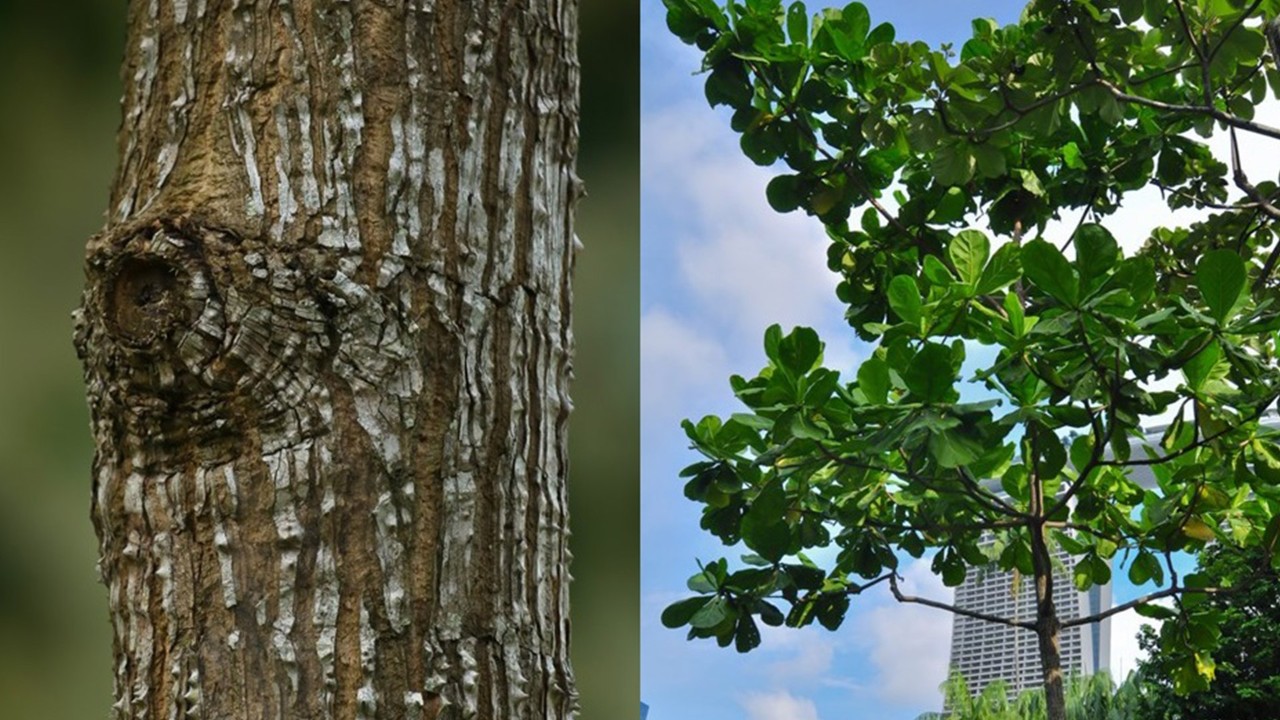 Distinctive trunk (left) and the whorled branching structure of the tree (right), displaying the cabbage-like leaves which give this species its common name.