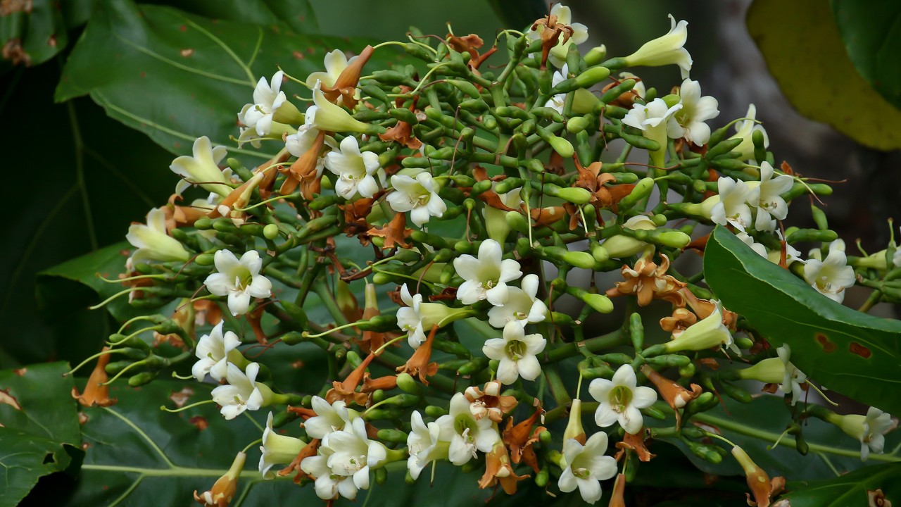 The cream-coloured inflorescence of cabbage tree are highly scented and believed to be pollinated by moths at night.