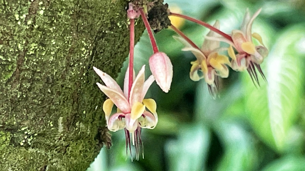 Theobroma cacao