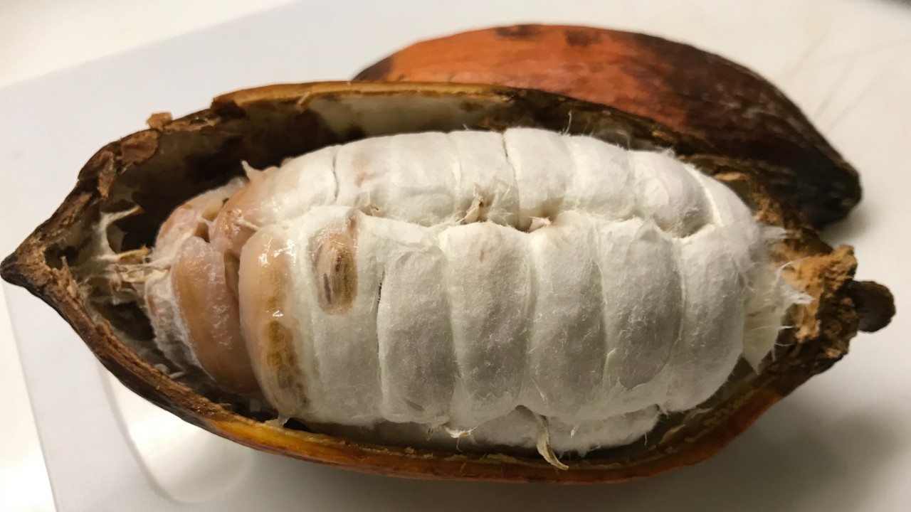 Theobroma cacao