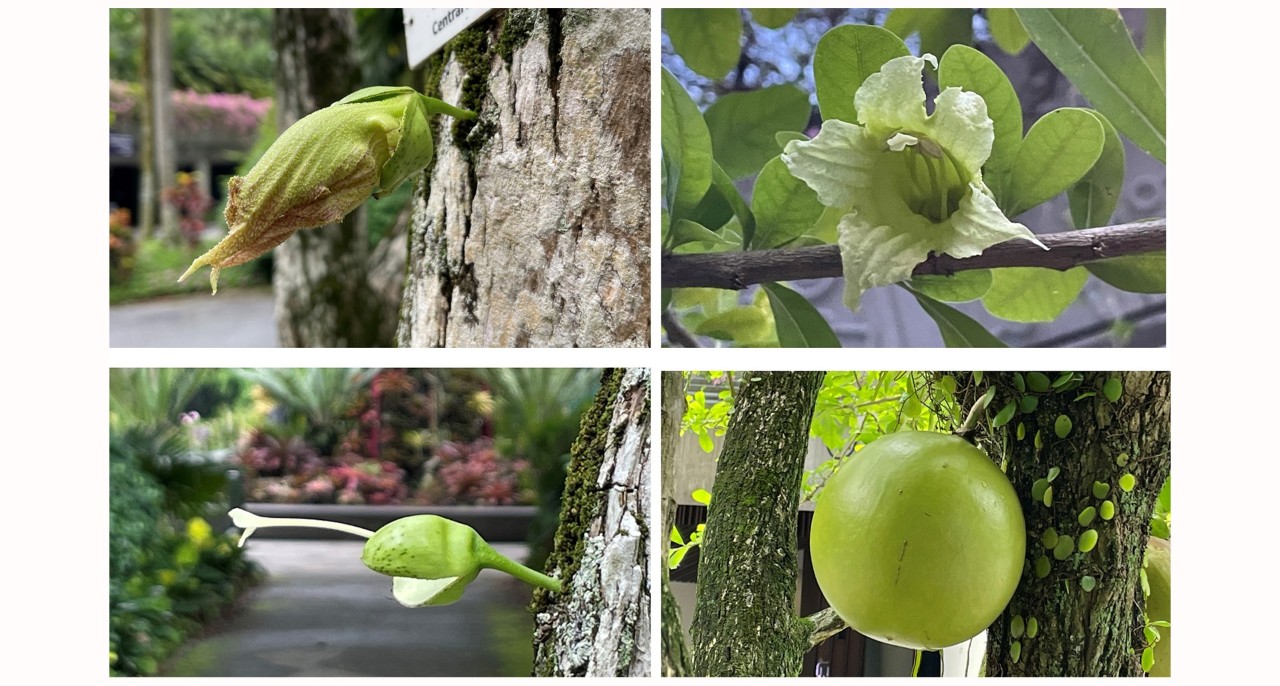 Floral and fruit development of the calabash tree, from mature flower bud (top left) to open flower (top right), pollinated flower with dropped corolla, showing long, persistent style (bottom left), and maturing fruit (bottom right).