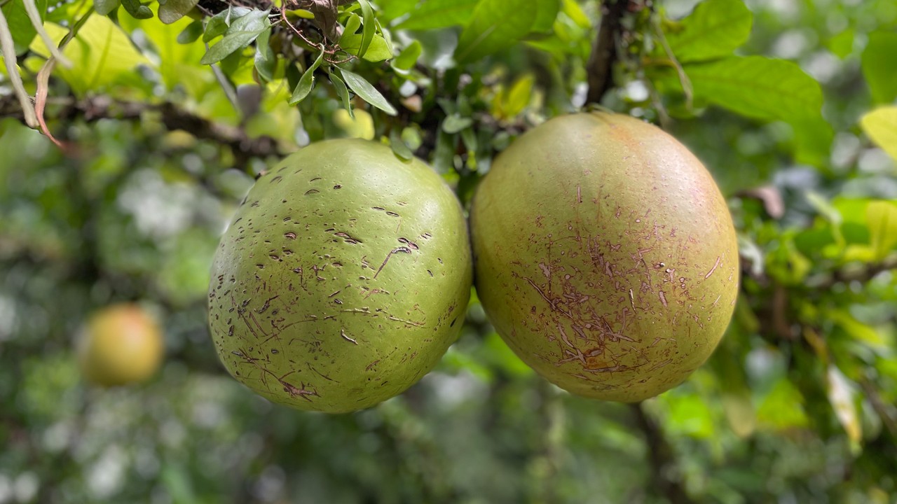 The thin, hard shells of the large fruits are dried, cleaned, and carved into cups, bowls, and an assortment of other containers. Leaves, bark, fruit pulp and seeds also have many medicinal properties.