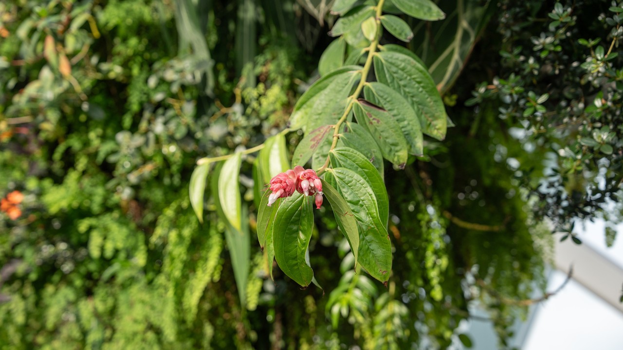 Cavendishia bracteata in bloom, hanging down from the arch before the Cloud Walk in Cloud Forest!