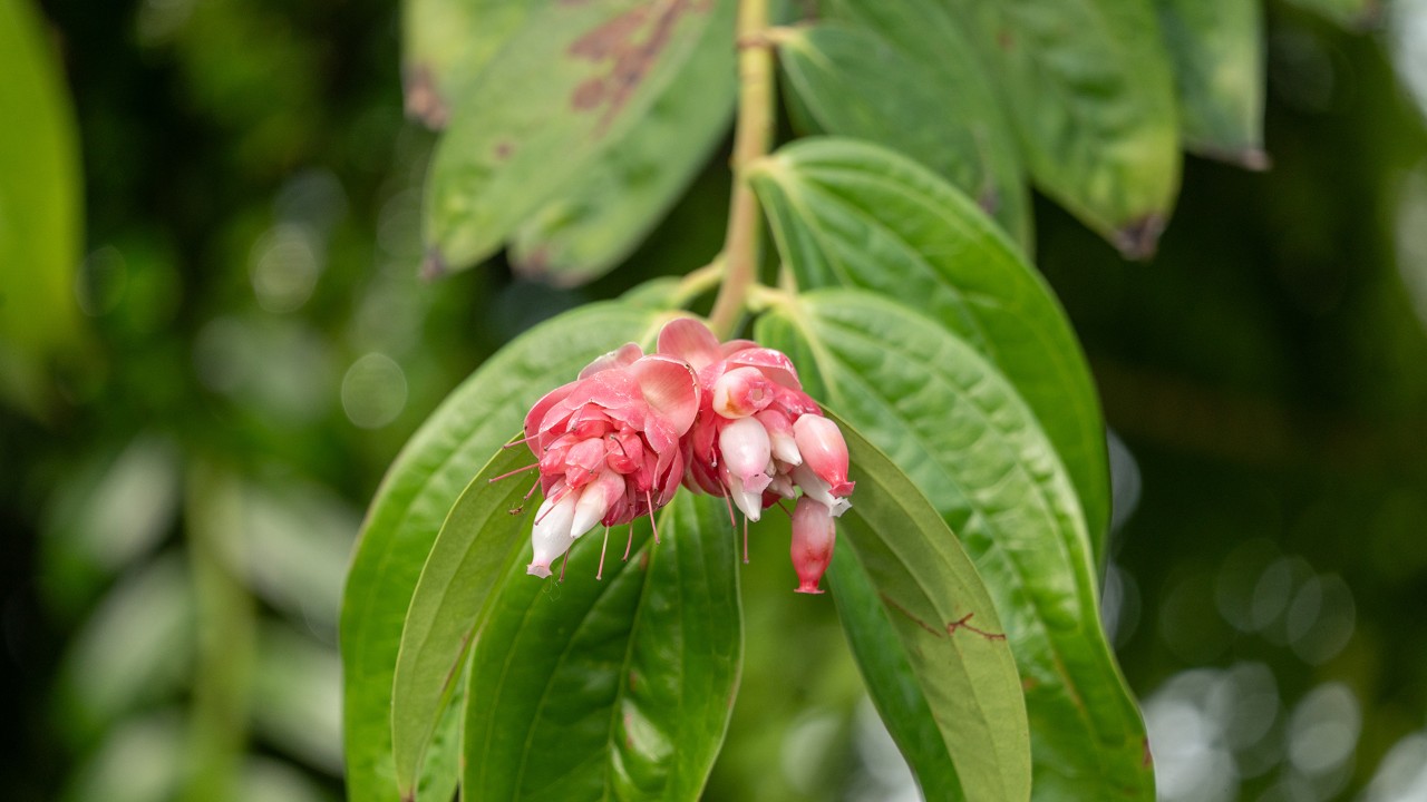 A closeup of the inflorescence of Cavendishia bracteata. Can you find any berries that are just starting to form? 