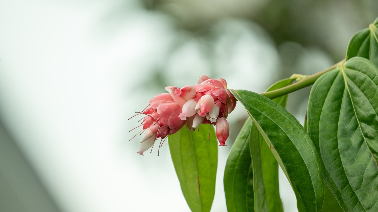 Sideview of the tubular Cavendishia bracteata flowers. Flowers of the accession currently flowering in Cloud Forest start out white in bud and gradually turn pink as they mature.
