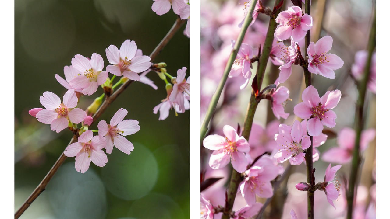 Differences in petal shape are easiest to see in ‘single-flowered’ cultivars of cherry and peach, both of which have five petals! If the flower has petals with a split or cleft in the tip, it is sure to be a flowering cherry (left). However, some flowering cherries have petals with no split tip, so this is not necessarily a sure trait to identify a cherry!  Peach blossoms do not have split petal tips. They generally have oval or tear-drop shaped petals with a rounded or slightly pointed tip and a narrow or pointed base (right).
