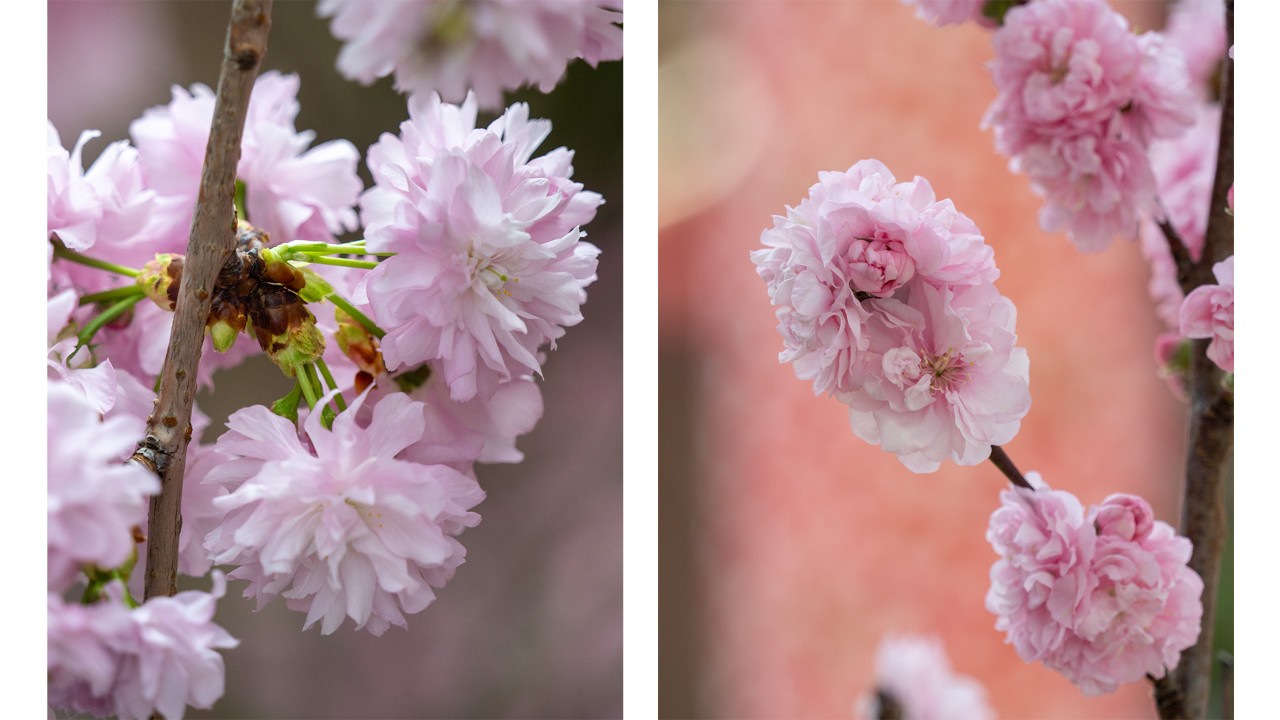 Flowering cherries and flowering peaches also have double-flowered cultivars with much more than their usual five petals! Some chrysanthemum-flowered or kiku-zakura flowering cherries can have as many as 300 petals! Can you tell easily which is cherry and which is peach? Hint: look at the branches and flower stems! The clusters of long, thin flower stems in the left photo indicate a cherry. In the right photo, the flowers held close to the branch on short, thick stems - invisible behind all those petals – are of a peach!