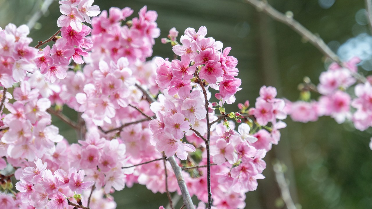 Cherry blossoms are the most iconic blooms in Japan. They are often cultivated for their ornamental value instead of their fruit-bearing capabilities. The flowers are typically pale pink to white flowers.