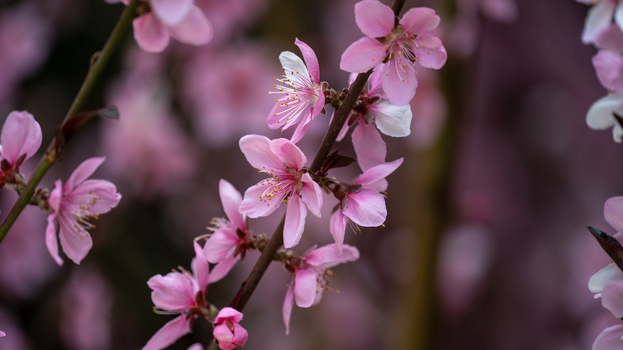 Peach blossoms, shown here, are typically fragrant and a deeper pink than most cherries. In this year’s display, we have several different peach cultivars displaying petal colours from white to a vivid, nearly red shade.   