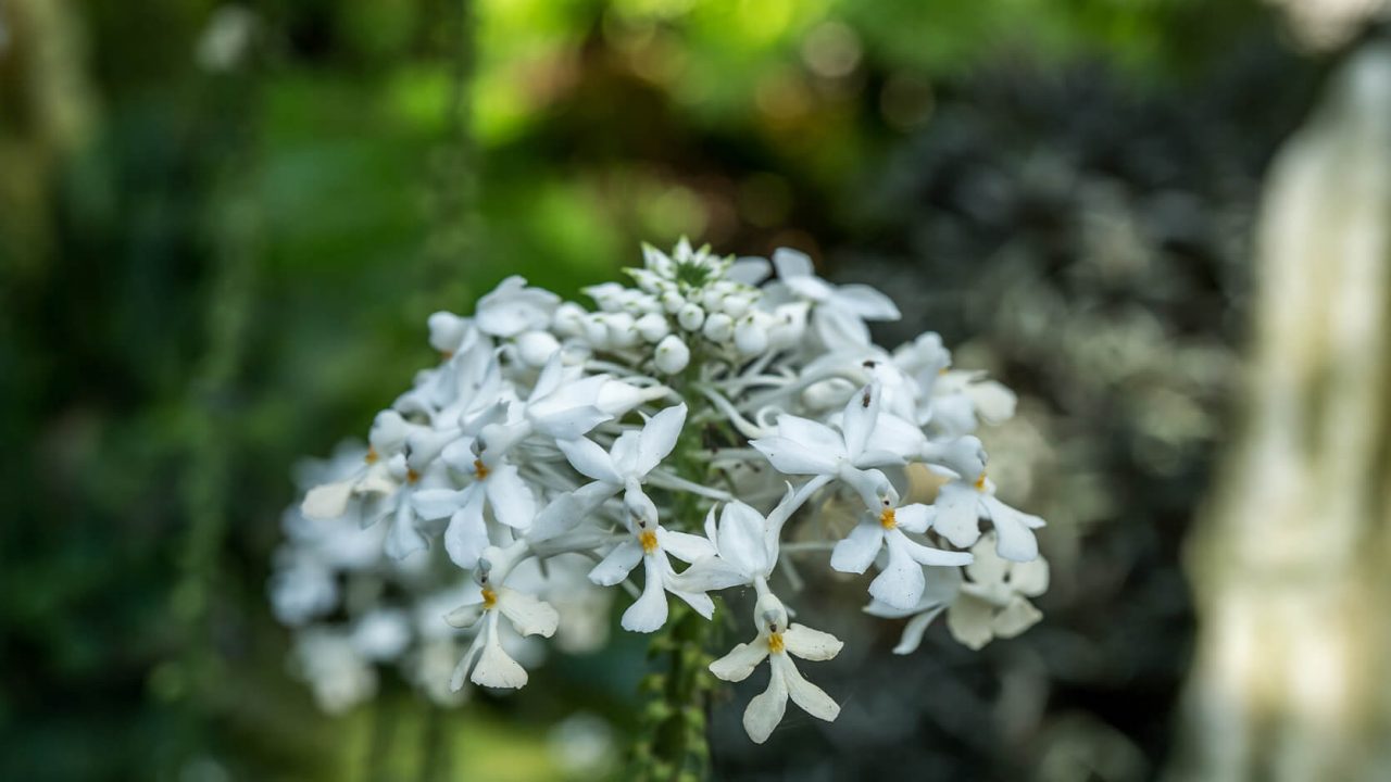 Christmas Orchid