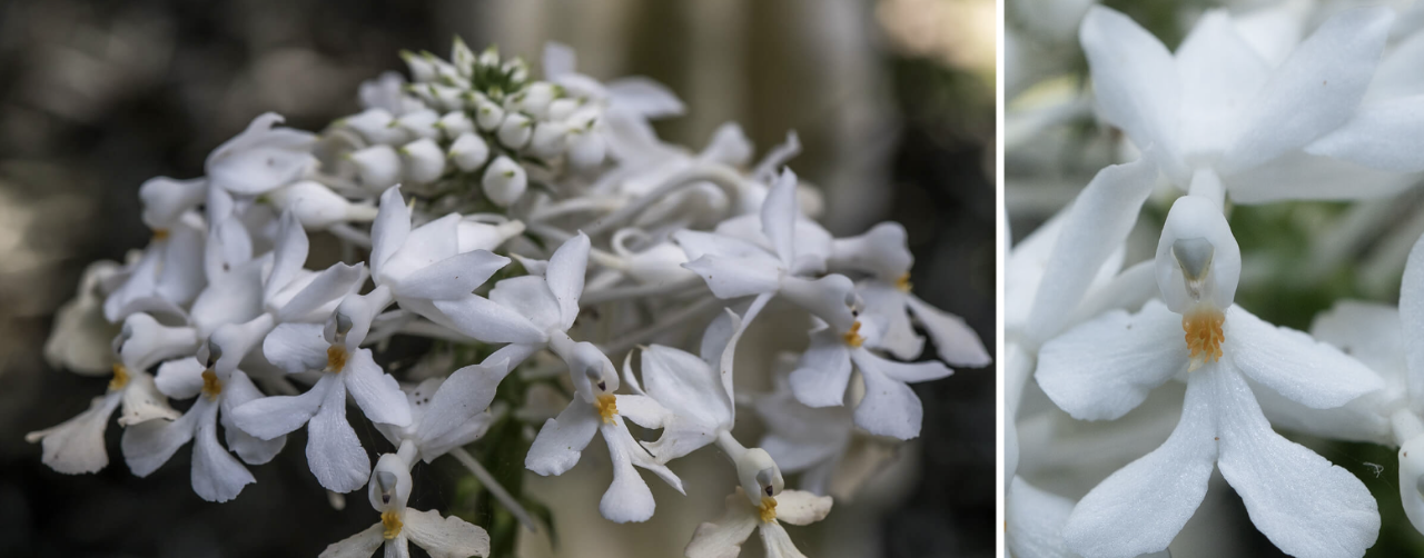 A cluster of flowers on a single stem of Calanthe triplicata (left) and close-up of a single Christmas Orchid flower (right); showing its four-lobed lip petal, arrayed outward from the yellow and grey column comprising its reproductive parts. Above the column are the five tepals comprising the rest of the flower.