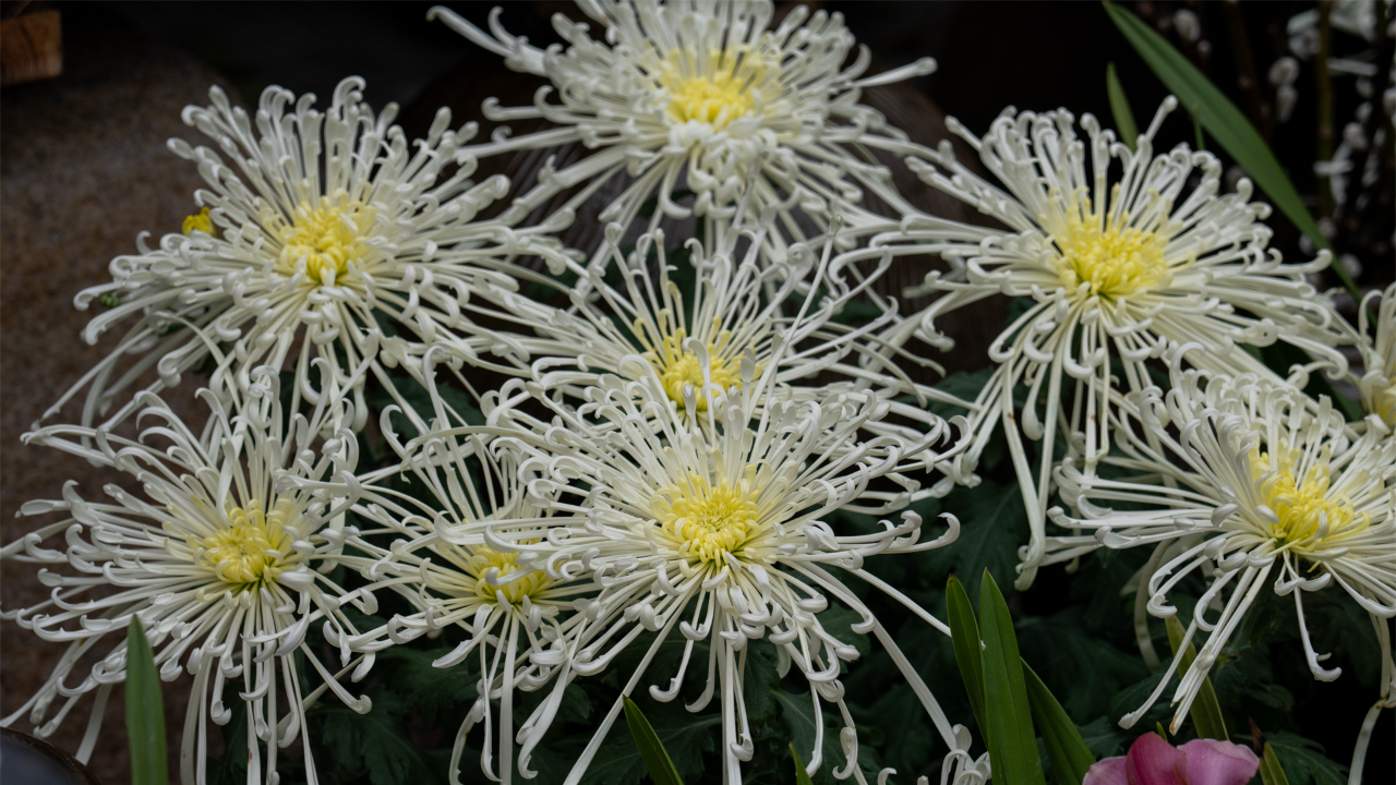 A cluster of Chrysanthemum 'Fireworks' flowers. Aren't they beautiful?