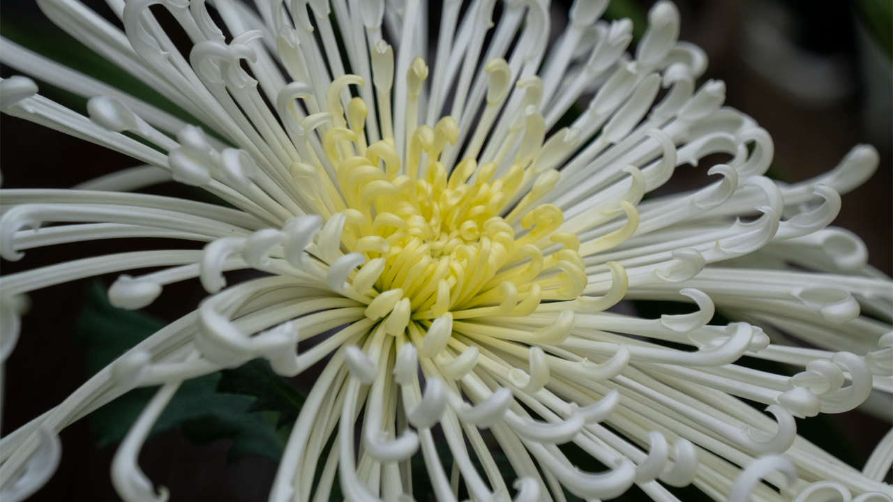 A closeup of the spider mum.