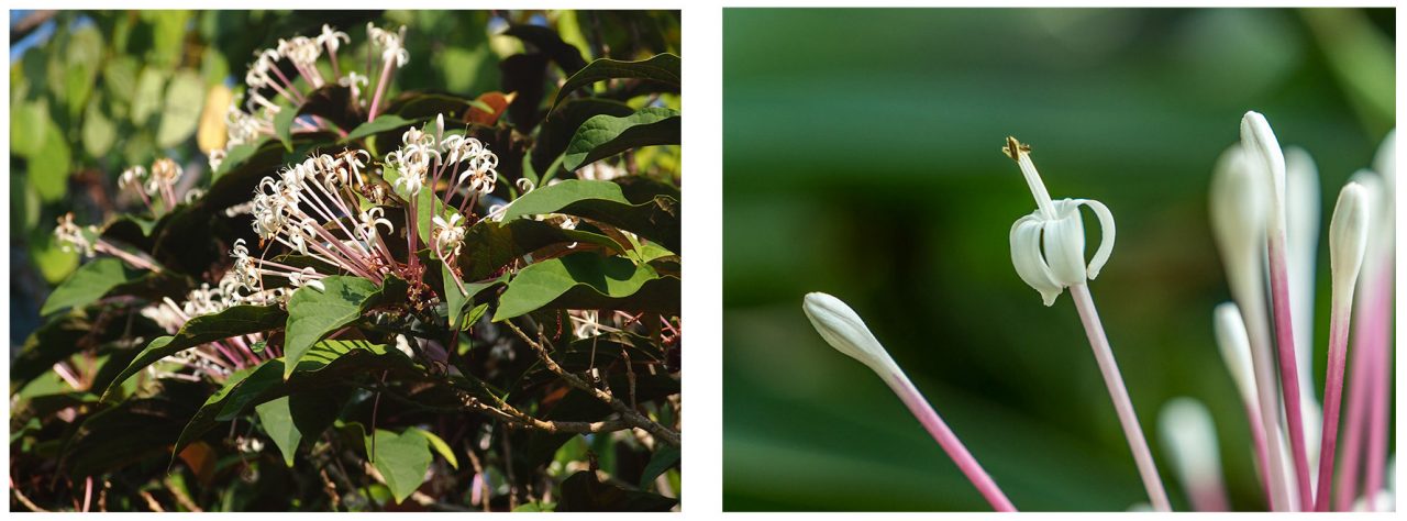 Flowers of a non-variegated Clerodendron quadriloculare (Left) and close-up of the elongated tubular flowers. (Right) 