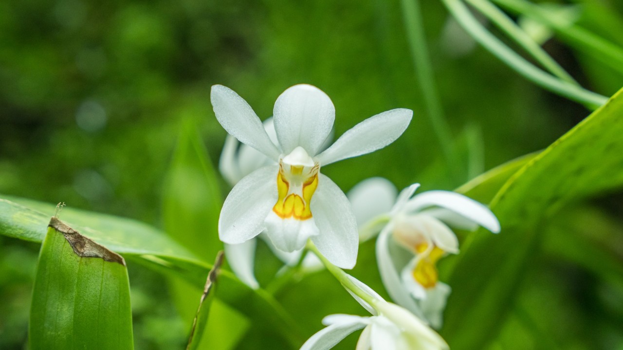 Closeup of the flower. Look at its unique yellow blotches on the lip! 