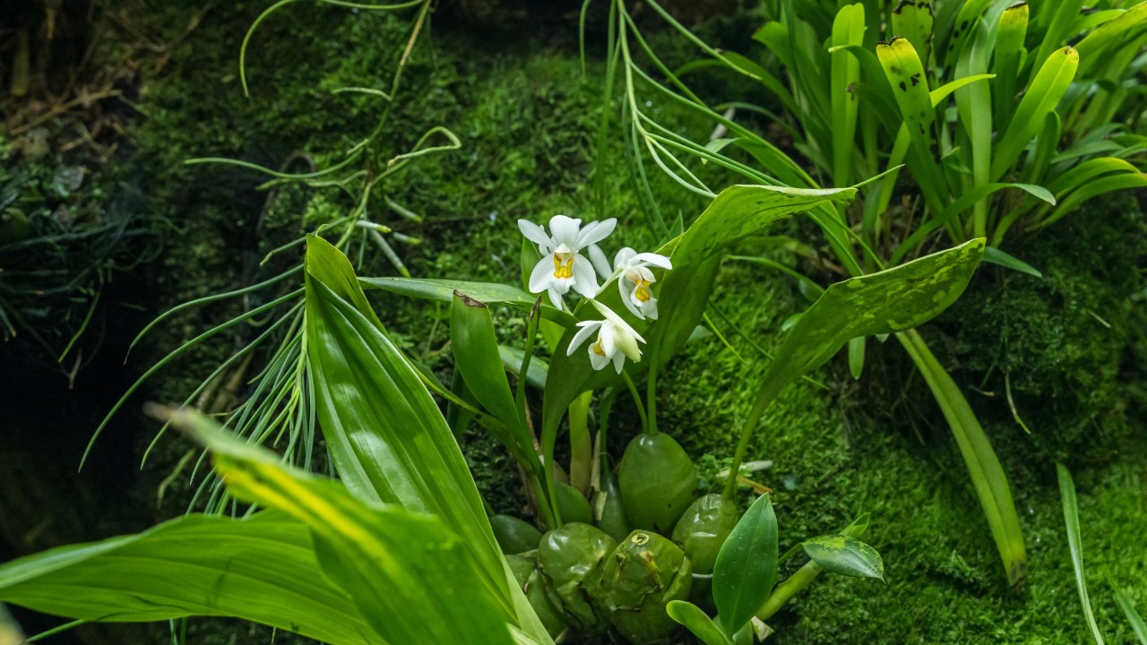 Coelogyne nitida growing on a piece of driftwood in Secret Garden, Cloud Forest. Other than the bright white flowers, did its round, shiny pseudobulbs catch your attention too? 