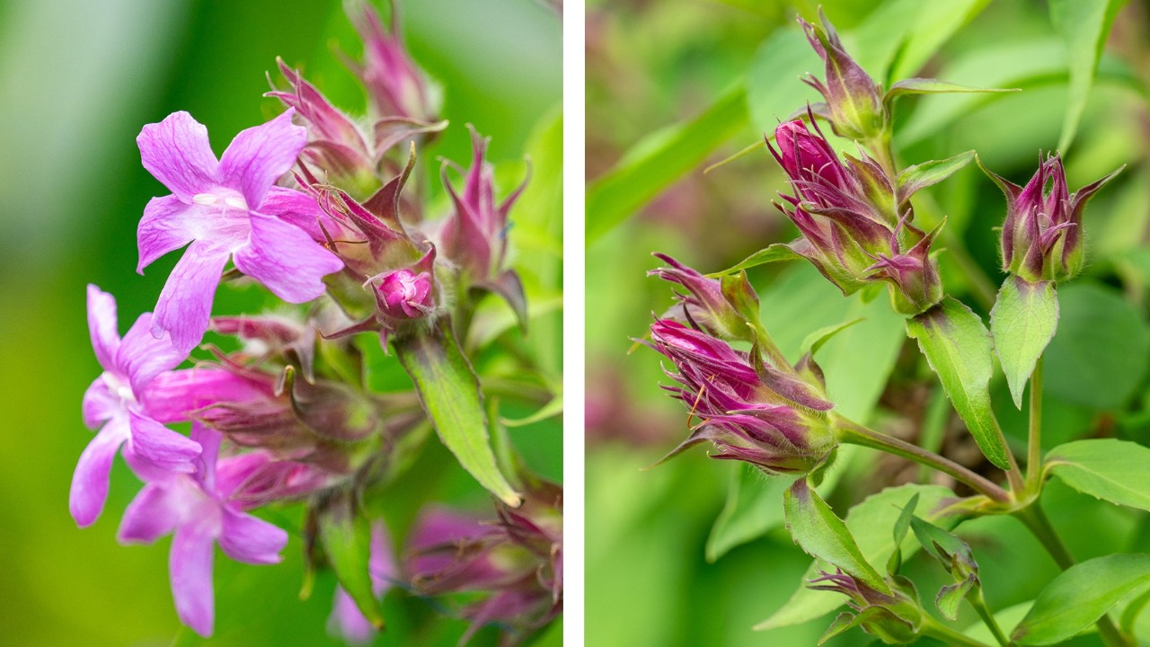 A closer look at the inflorescences of the Columbian petunia. Its vivid purple flowers are surrounded by long, thin bracts covered in downy white hairs, a distinctive feature reflected in its species name multisetosa, meaning “many-bristled”.