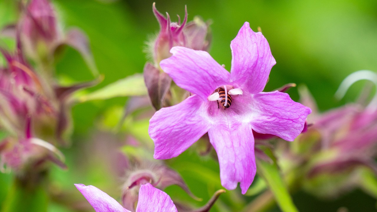 The Columbian petunia is bee-pollinated, unlike several of its close relatives in Suessenguthia that are adapted to hummingbird pollination. Spot the busy bee!