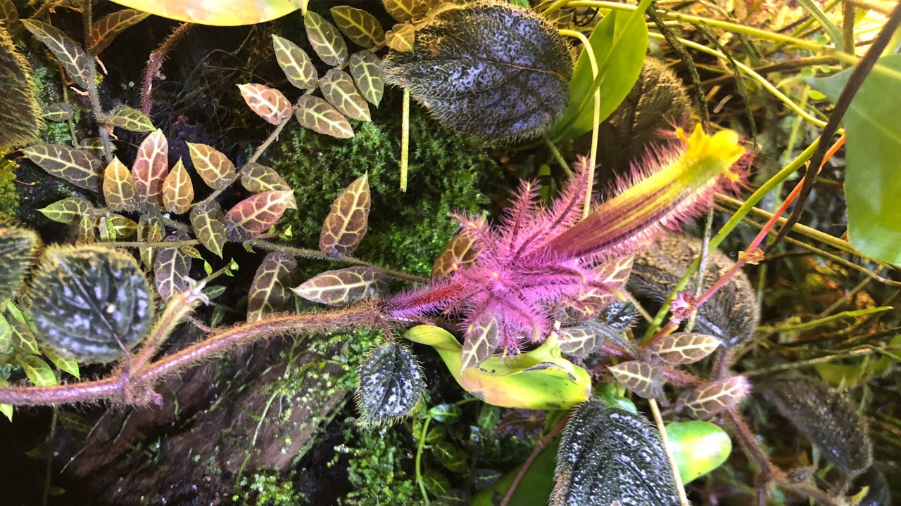  The cabbage-like leaves(right), which give this species its common name.