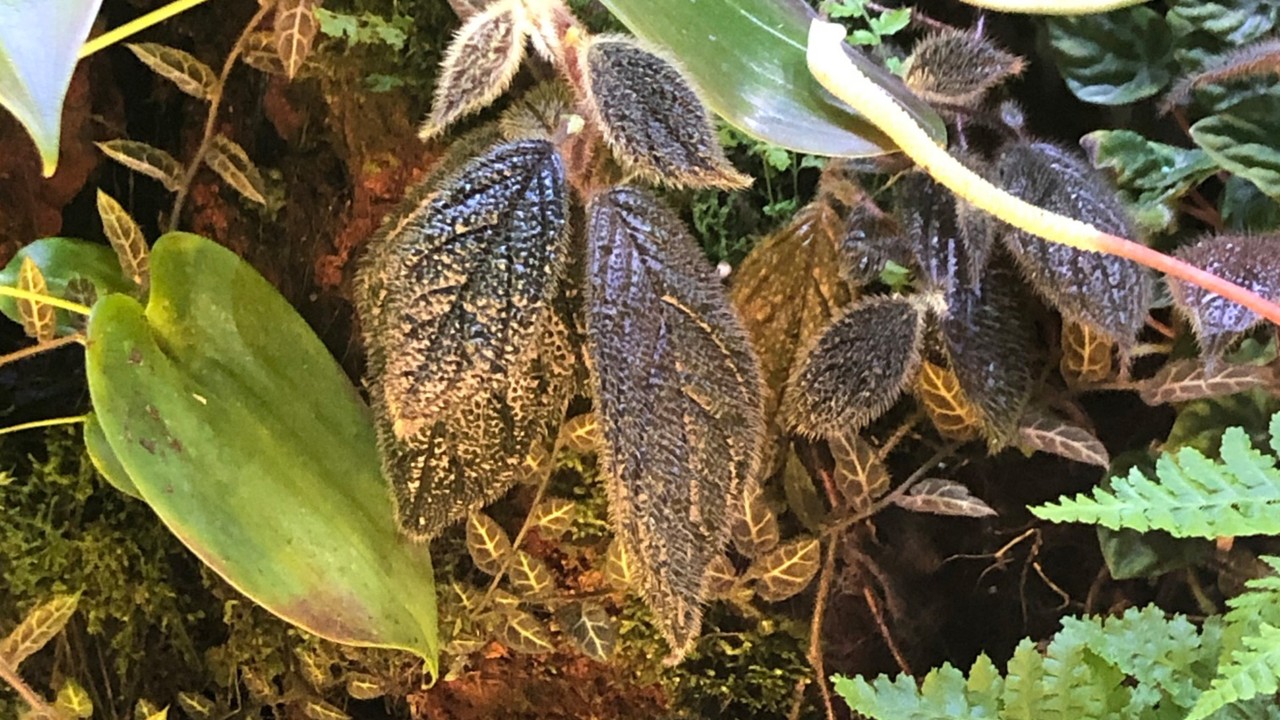 The dark purplish-green, deeply veined leaves of Columnea minor can vary in form from ovular to lance-shaped with a pointed tip.