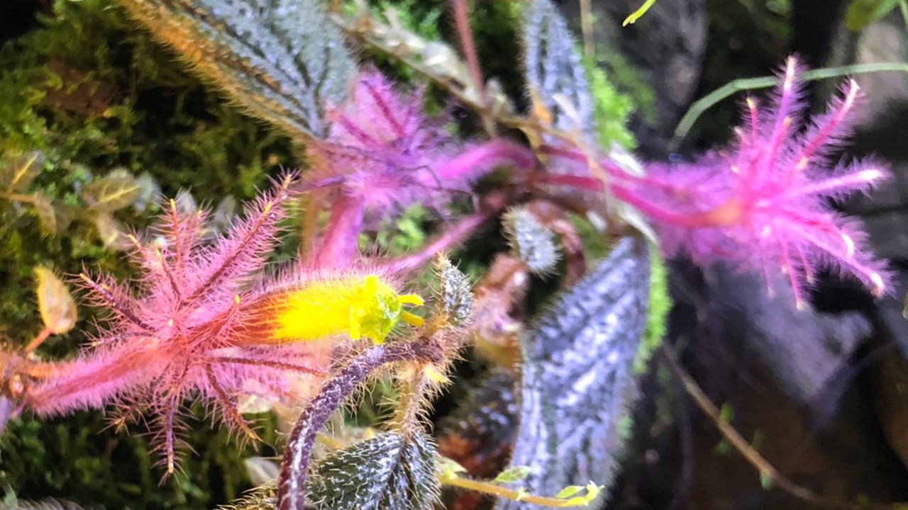 While the fuzzy pink ‘octopus’ on the right may look like a stunning flower, that’s actually only the calyx - the outermost whorl of floral organs. The full flower can be seen in profile on the left, with the pink calyx supporting the red and yellow corolla of petals that have fused into a single long tube, with the yellow anthers poking out at the top. 