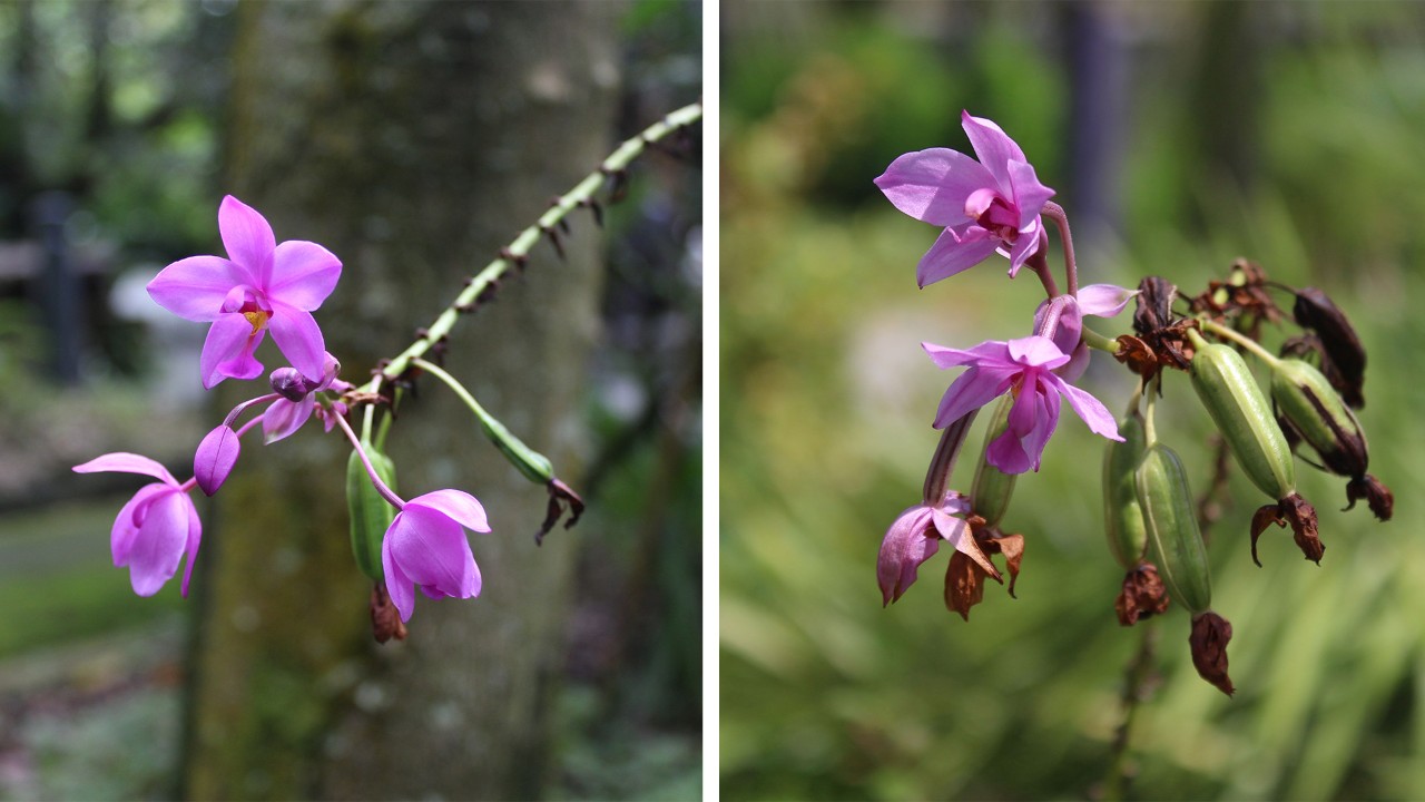  Orchids of this species with bigger, fully-opened flowers are selected and propagated to produce the common Spathoglottis plants we see for sale in nurseries and garden centres (L). The wild form of this species produces smaller, half-closed flowers, which self-pollinate and reproduce easily (R). 