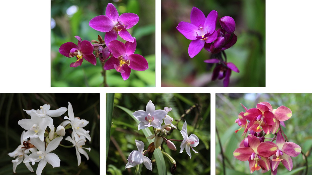 A selection from our diverse collection of Spathoglottis hybrids and cultivars in Gardens by the Bay.
