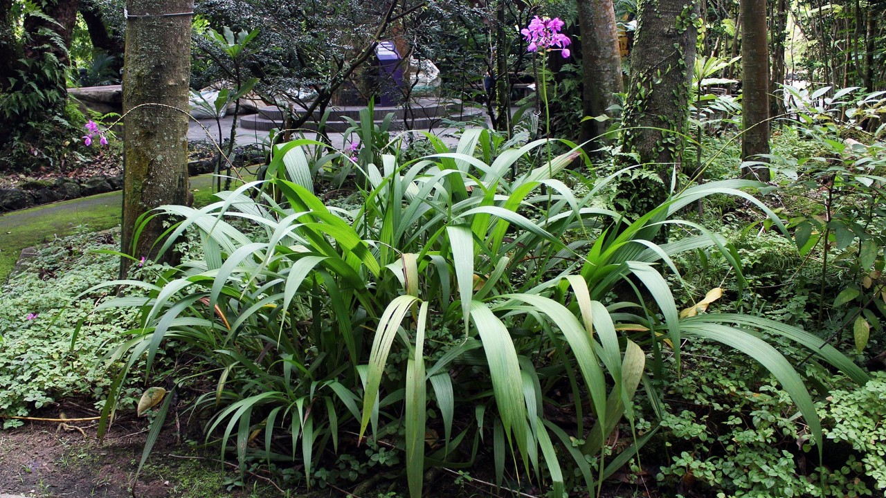 The common Spathoglottis on an eroded tree trunk in Secret Life of Trees, World of Plants. 