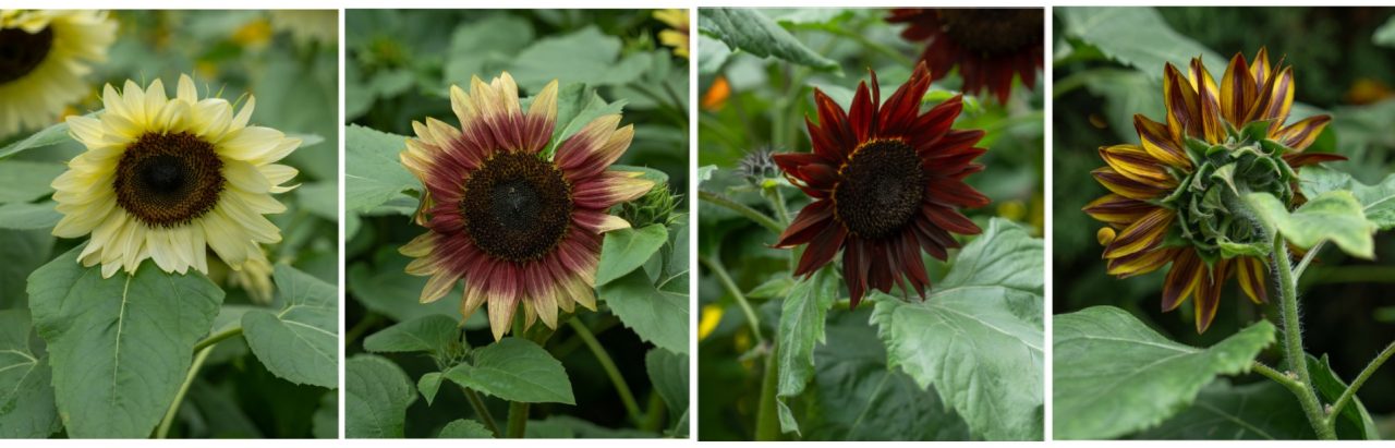 Sunflower helianthus