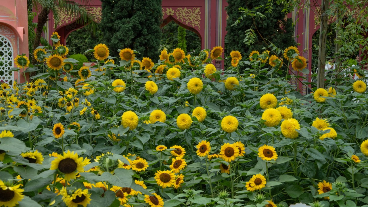 Sunflower helianthus