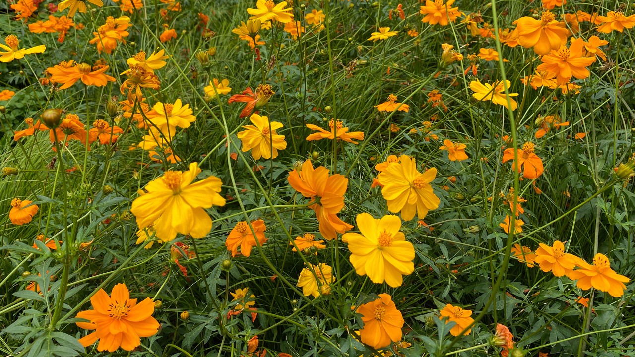 Yellow-orange coloured Cosmos.