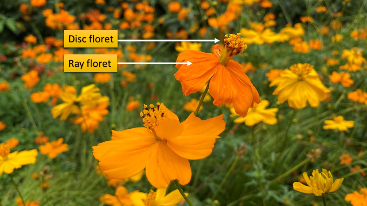 Cosmos sulphureus exhibiting its ray florets and elevated disc florets. Each ‘flower’ is actually a flower head comprised of an outer ring of sterile ray florets, named for the ray or petal-like projection, surrounding a centre of reproductive disc florets.  
