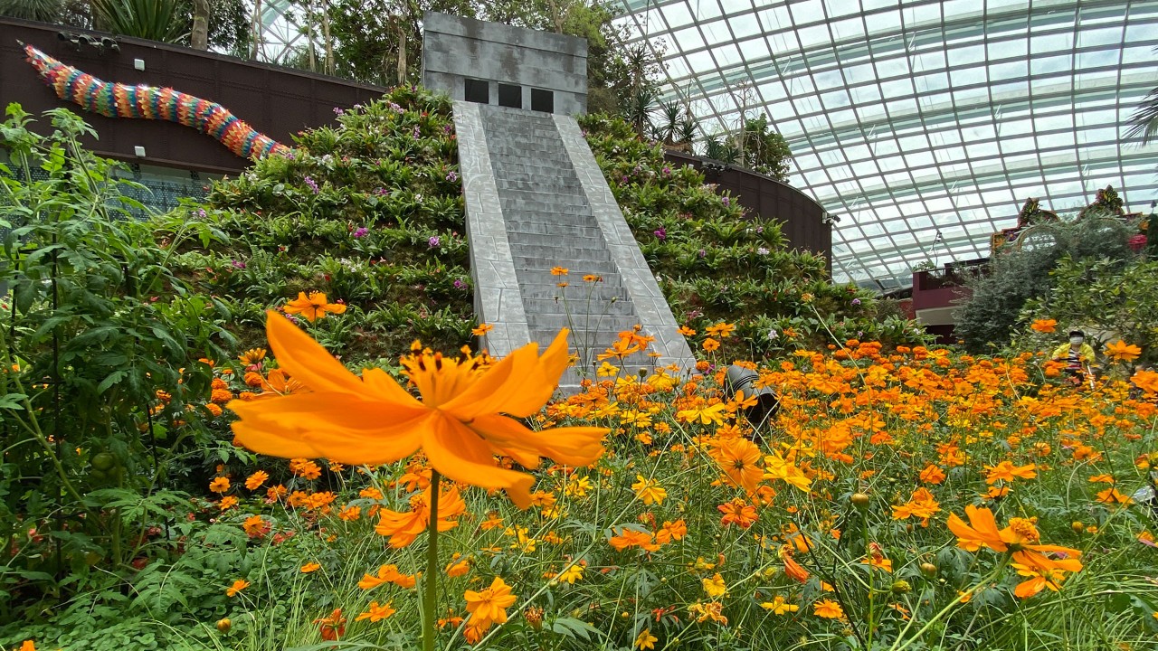 Cosmos sulphureus, a flowering plant with evolutionary and cultural roots in Mexico.