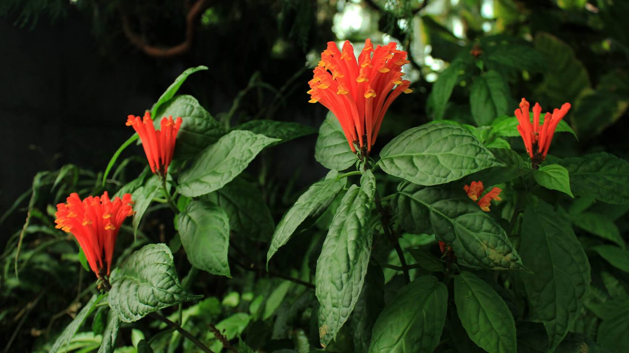 Costa Rican Skullcap