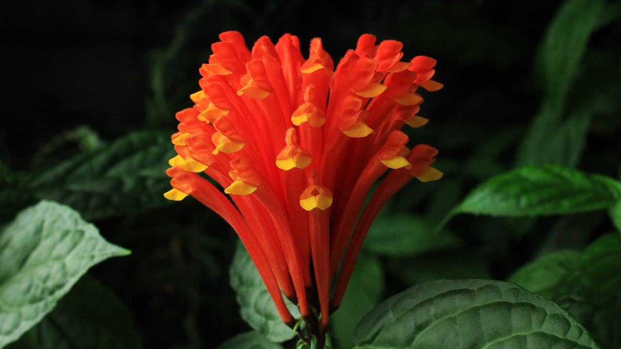 Flowering spike of the Costa Rican skullcap