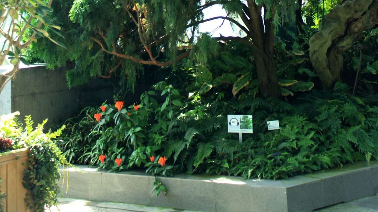 The Costa Rican skullcap can be found underneath the Oriental arborvitae (Platycladus orientalis) in Cloud Forest