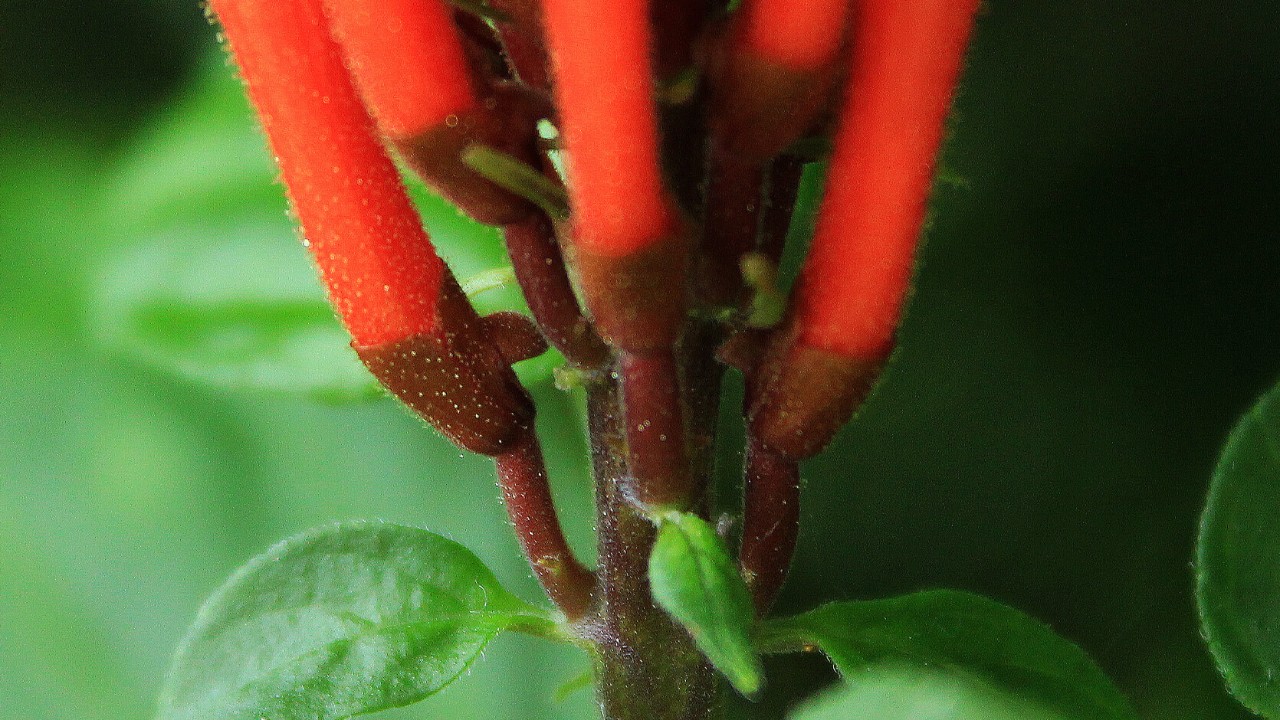 Close-up of the maroon calyx at the base of each red flower (Personally, they look more like tiny sharks rather than medieval helmets!)